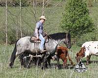 athletic-draft-horse