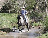 experienced-draft-horse