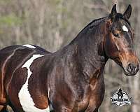 quarter-horse