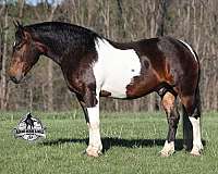 ranch-work-quarter-horse