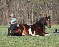 family-horse-quarter