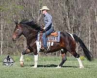 trail-quarter-horse