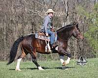 trick-quarter-horse