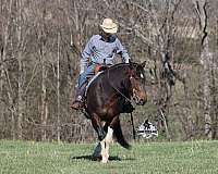 all-around-quarter-horse