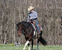 draft-quarter-horse
