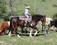 athletic-quarter-horse