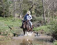 classical-quarter-horse