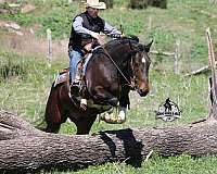 foundation-quarter-horse