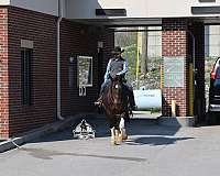 performance-quarter-horse