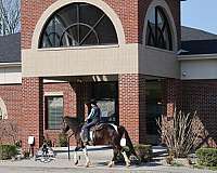 ranch-quarter-horse