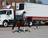 show-quarter-horse