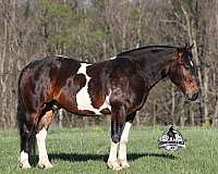 beginner-safe-quarter-horse
