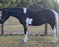all-around-paint-horse