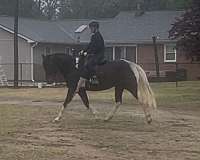 athletic-paint-horse