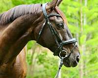 classical-dressage-gelding