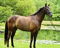 classical-dressage-warmblood-westphalian-horse