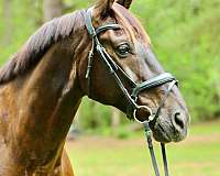 warmblood-westphalian