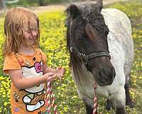 beginner-miniature-pony
