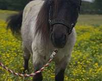black-white-miniature-pony