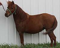star-rear-pasterns-pony