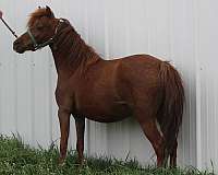 sorrel-star-rear-pasterns-pony