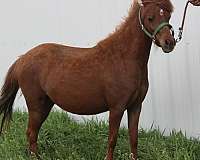 star-rear-pasterns