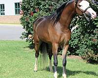 sorrel-aspc-pony