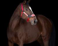 star-narrow-stripe-4-half-stockings-horse