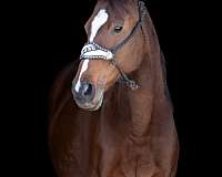 bay-star-narrow-stripe-4-half-stockings-horse