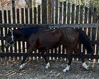 star-narrow-stripe-4-half-stockings