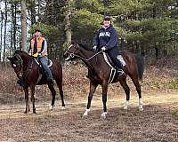 athletic-thoroughbred-horse