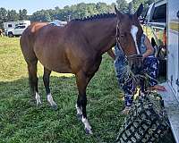 dressage-thoroughbred-horse