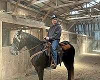 rocky-mountain-gelding