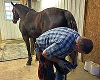 rocky-mountain-horse-for-sale