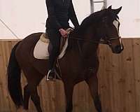 cwhba-westphalian-mare