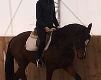 cwhba-westphalian-horse