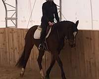 dressage-westphalian-horse