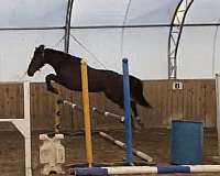 equitation-westphalian-horse