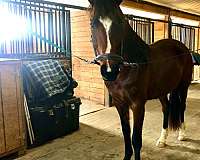 hunter-westphalian-horse