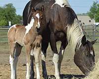 double-homozygous-mare