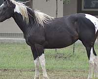 tobiano-horse