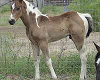 black-tobiano-horse