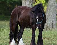 14-hand-gypsy-vanner-gelding