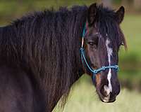 14-hand-gelding