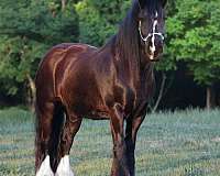 14-hand-gypsy-vanner-horse