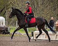 16-hand-mare