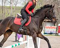 16-hand-warmblood-horse