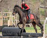 16-hand-warmblood-mare