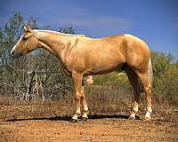 ability-quarter-horse