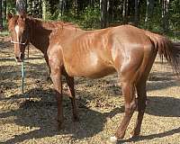 quarter-horse-mare